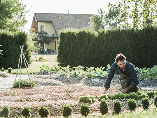Guide to Organic Gardening and Creating a Green Space at Home ...
