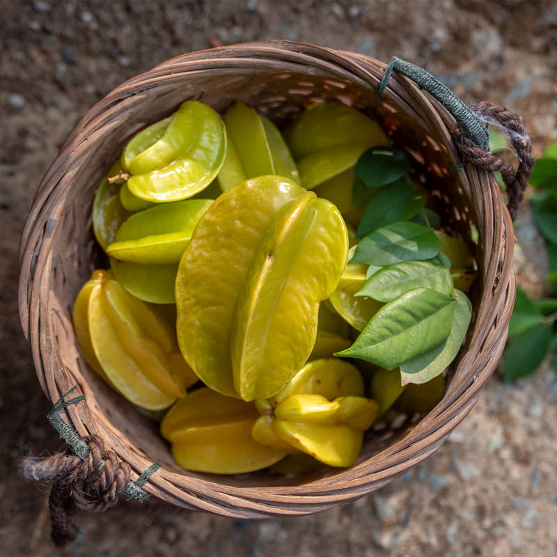 Wicker vs Rattan What’s the Difference? GreenLivingLife